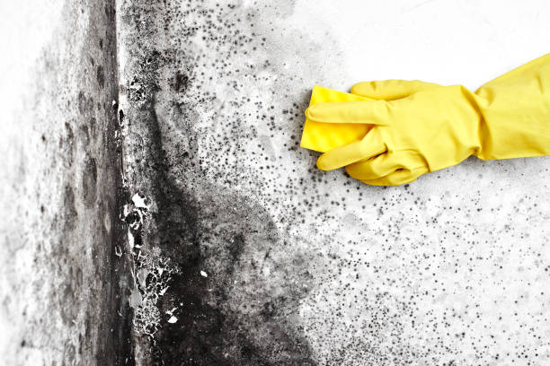 Best Professional Mold Removal  in USA